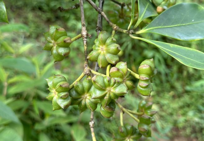 Việt Nam sở hữu loại c&acirc;y ra hoa triệu đ&ocirc; đứng thứ 2 thế giới: Ấn Độ c&oacute; bao nhi&ecirc;u mua bấy nhi&ecirc;u, chỉ rất &iacute;t quốc gia trồng được - Ảnh 1.