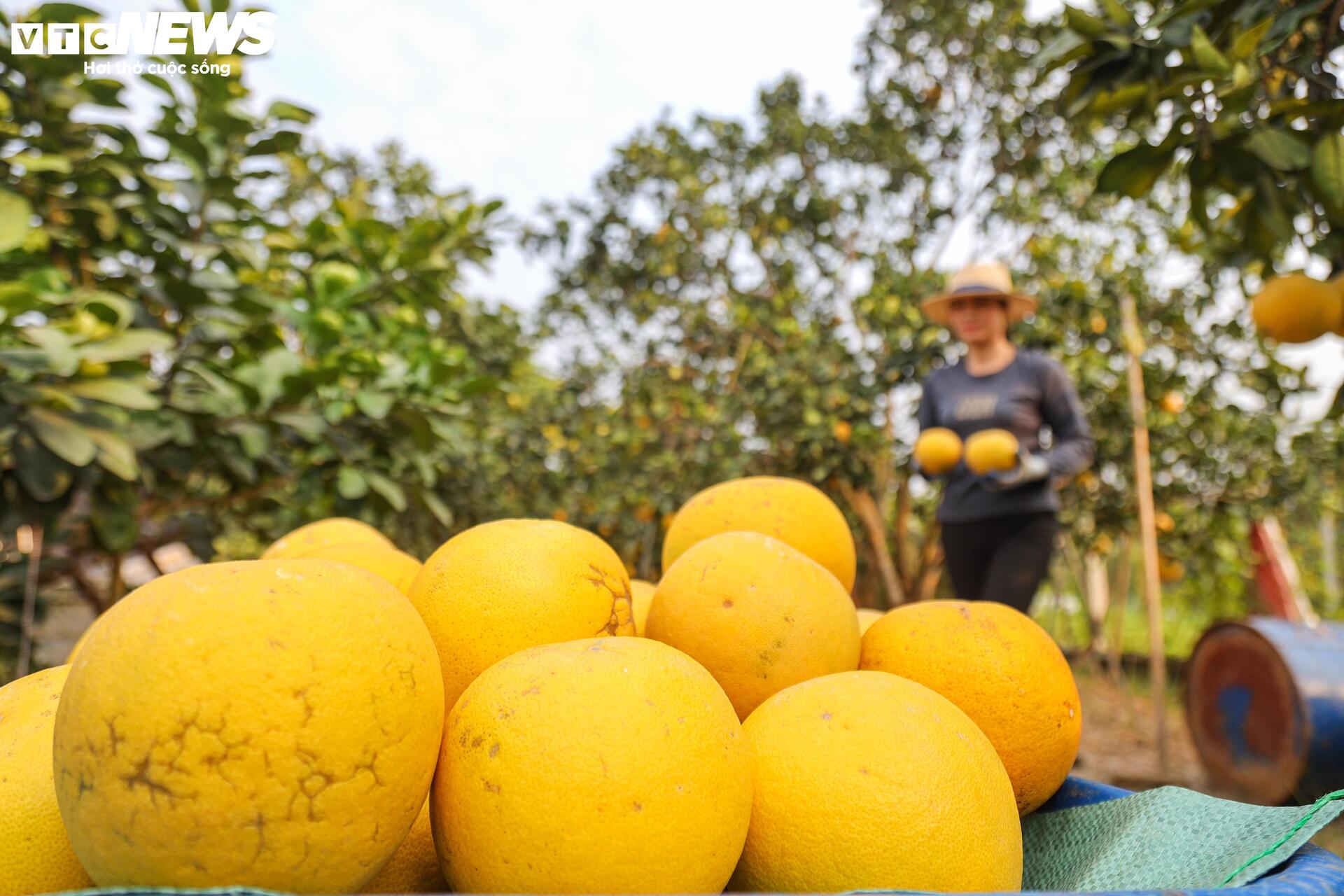 Đặc sản bưởi Diễn chín vàng ruộm, khách Hà Nội đặt mua nguyên cây ăn Tết - Ảnh 7.