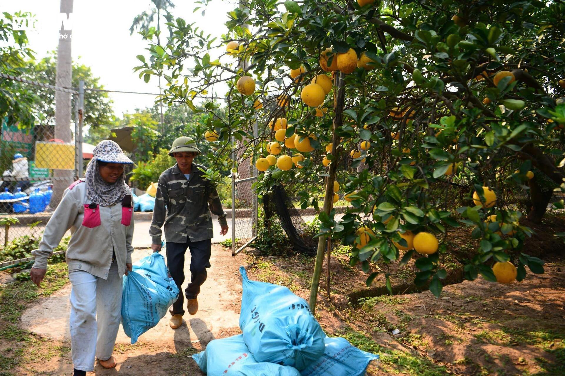 Đặc sản bưởi Diễn chín vàng ruộm, khách Hà Nội đặt mua nguyên cây ăn Tết - Ảnh 14.