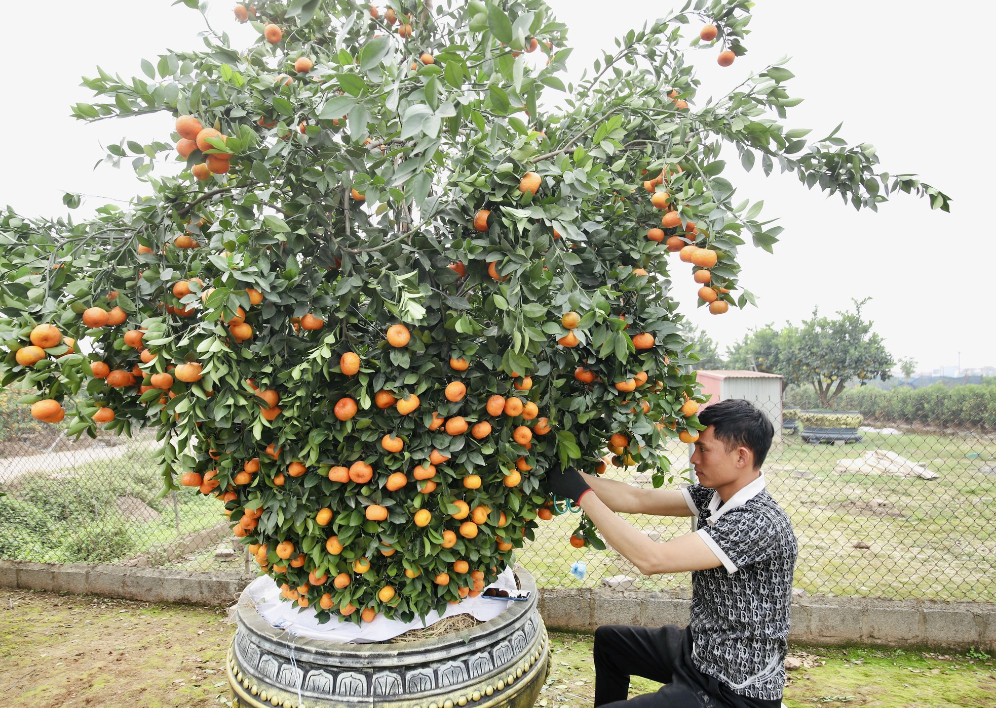 Chưa đến Tết, quýt 'bình hút lộc' khổng lồ giá chục triệu đồng đã cháy hàng - Ảnh 8.