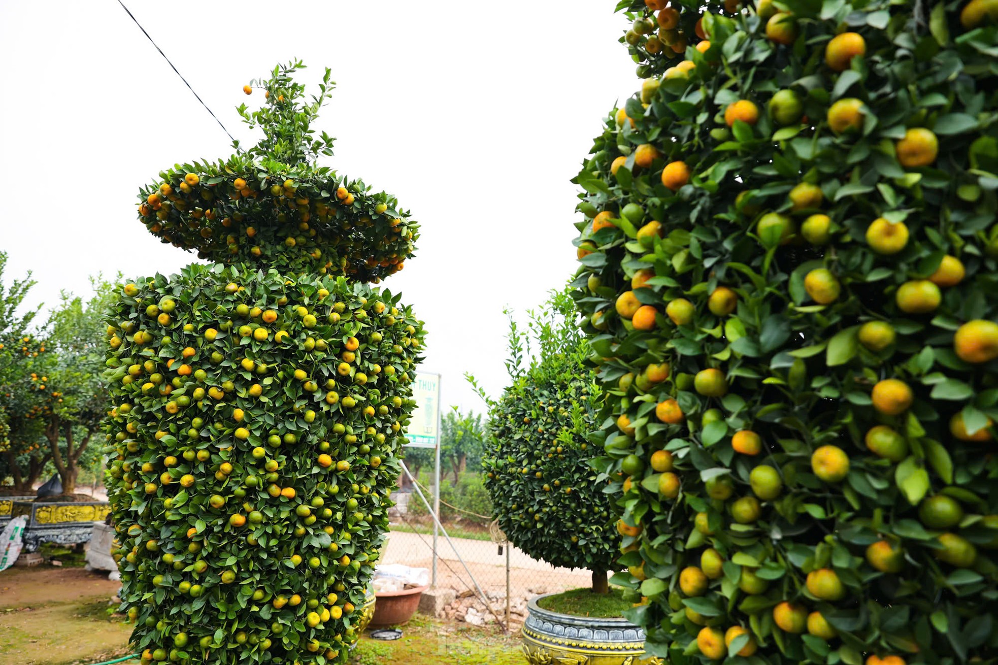 Chưa đến Tết, quýt 'bình hút lộc' khổng lồ giá chục triệu đồng đã cháy hàng - Ảnh 4.