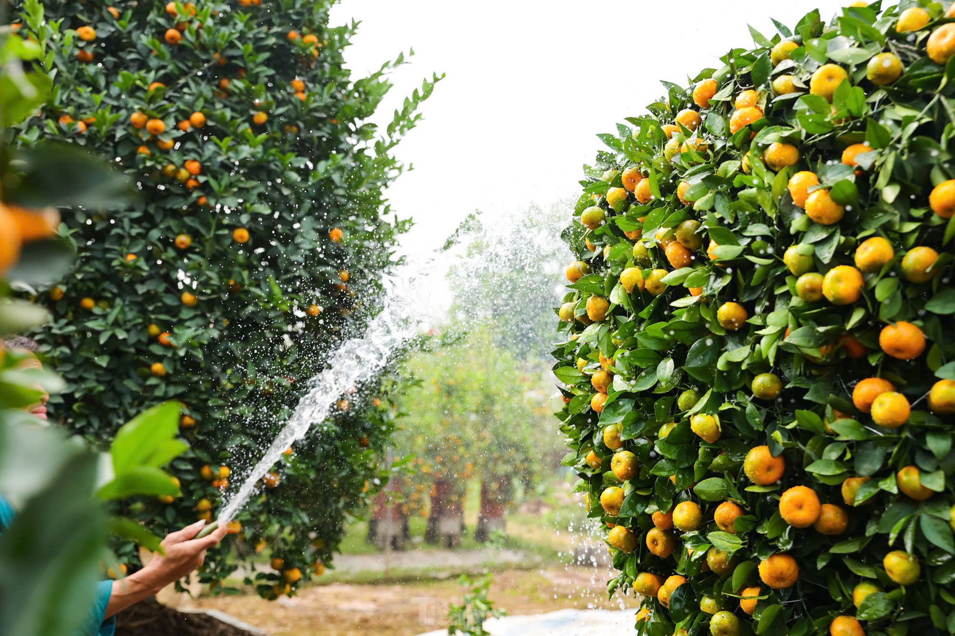 Chưa đến Tết, quýt 'bình hút lộc' khổng lồ giá chục triệu đồng đã cháy hàng - Ảnh 6.