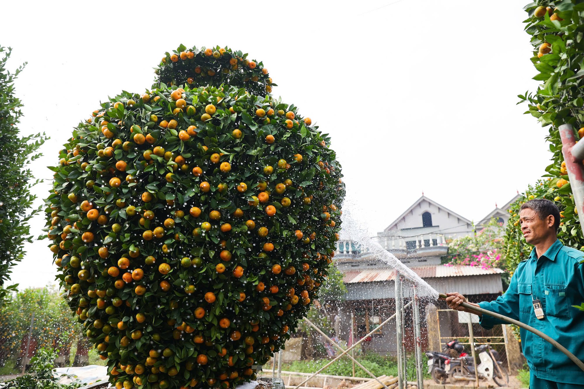 Chưa đến Tết, quýt 'bình hút lộc' khổng lồ giá chục triệu đồng đã cháy hàng - Ảnh 7.