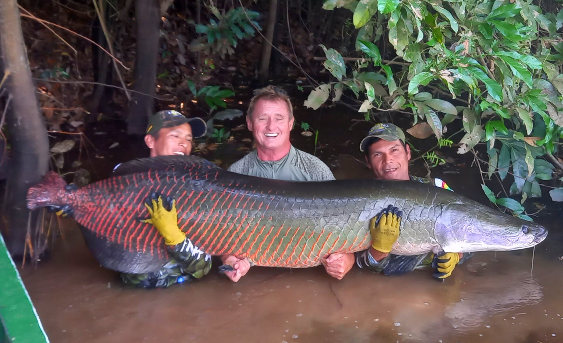 Khám phá cá Arapaima: Quái vật nước ngọt lớn nhất hành tinh - Ảnh 3.