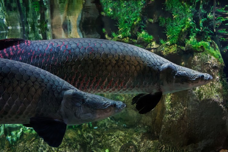 Khám phá cá Arapaima: Quái vật nước ngọt lớn nhất hành tinh - Ảnh 5.