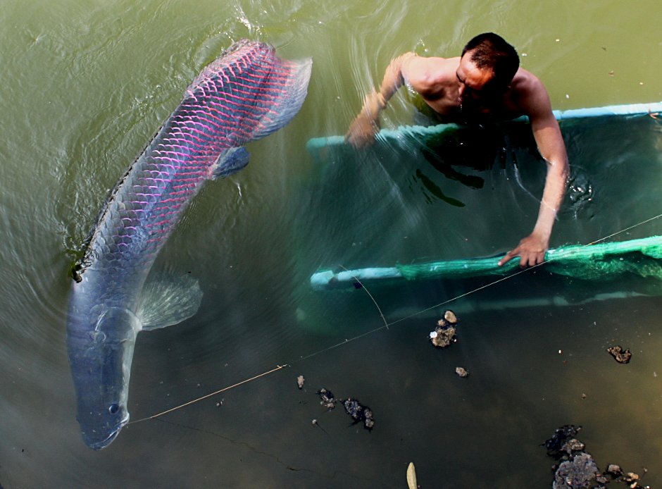 Khám phá cá Arapaima: Quái vật nước ngọt lớn nhất hành tinh - Ảnh 7.