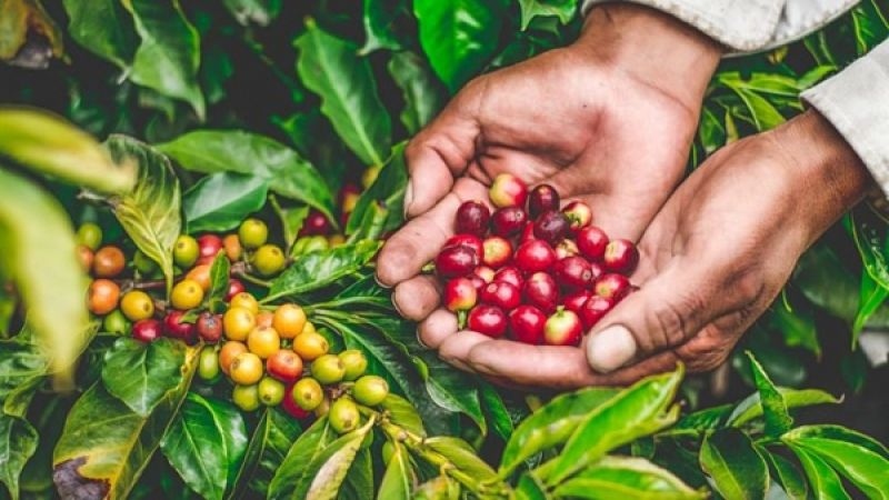 Giá cà phê hôm nay 7/12: Giá cà phê Robusta và Arabica tiếp tục tăng - Ảnh 2. Giá cà phê hôm nay 7/12: Giá cà phê Robusta và Arabica tiếp tục tăng - Ảnh 2.