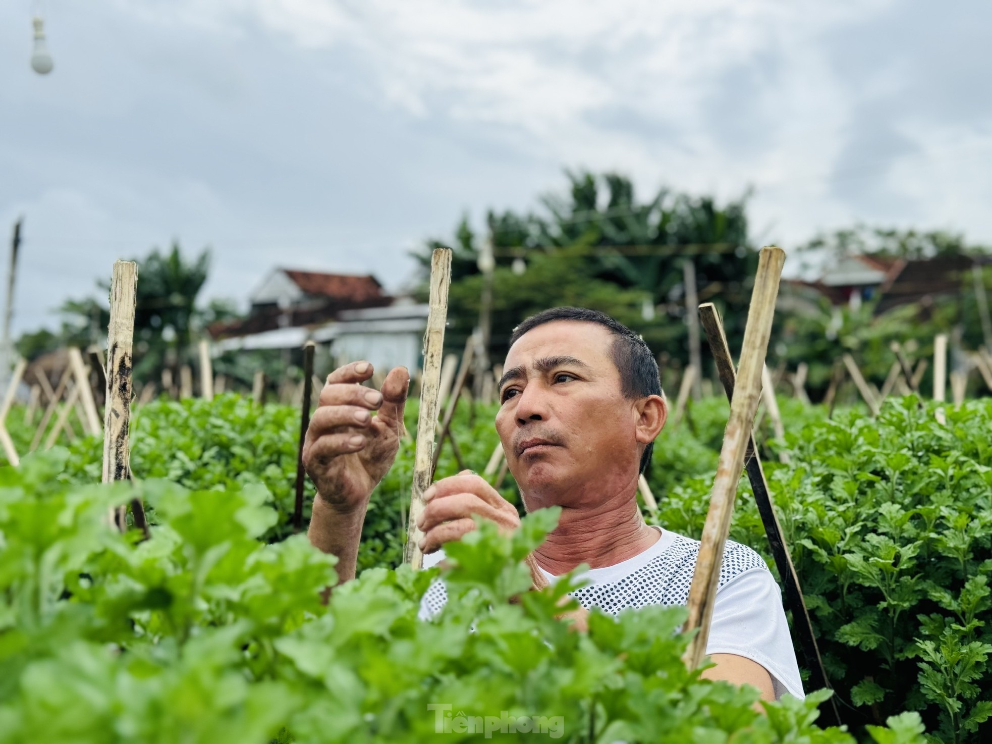 Chong đèn, đánh lừa &quot;không cho hoa ngủ&quot; ở thủ phủ hoa cúc trước Tết - Ảnh 13.