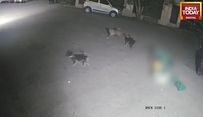 Cụ bà 68 tuổi bị bầy chó hoang hung dữ tấn công và cái kết- Ảnh 1. Cụ bà 68 tuổi bị bầy chó hoang hung dữ tấn công và cái kết- Ảnh 1.