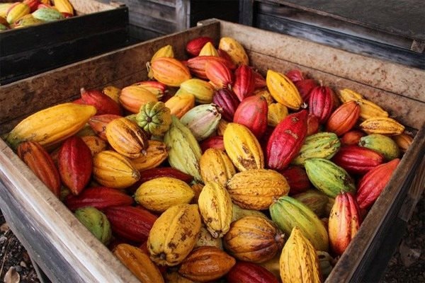 Thế giới đang cạn kiệt loại hạt đặc biệt này: Giá tăng gấp 2 nhu cầu vẫn không giảm, Việt Nam lại đang trồng ngày càng nhiều, hương vị top đầu thế giới - Ảnh 3. Thế giới đang cạn kiệt loại hạt đặc biệt này: Giá tăng gấp 2 nhu cầu vẫn không giảm, Việt Nam lại đang trồng ngày càng nhiều, hương vị top đầu thế giới - Ảnh 3.