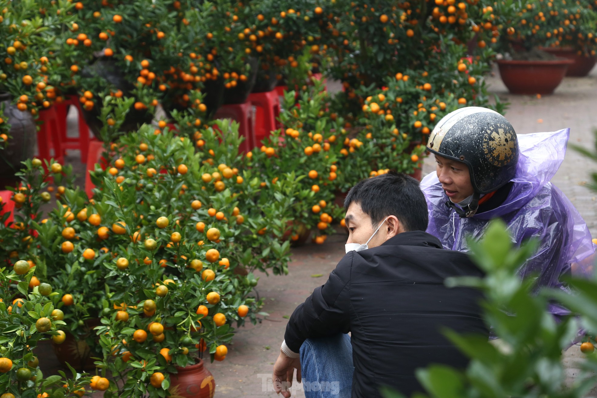 Dân buôn đào quất như 'ngồi trên đống lửa' ngày cận Tết - Ảnh 3.