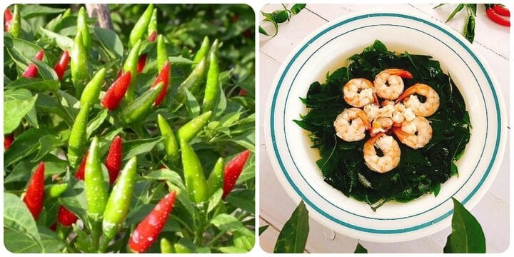 Lá ớt có tác dụng gì với sức khoẻ? - Ảnh 1. Lá ớt có tác dụng gì với sức khoẻ? - Ảnh 1.