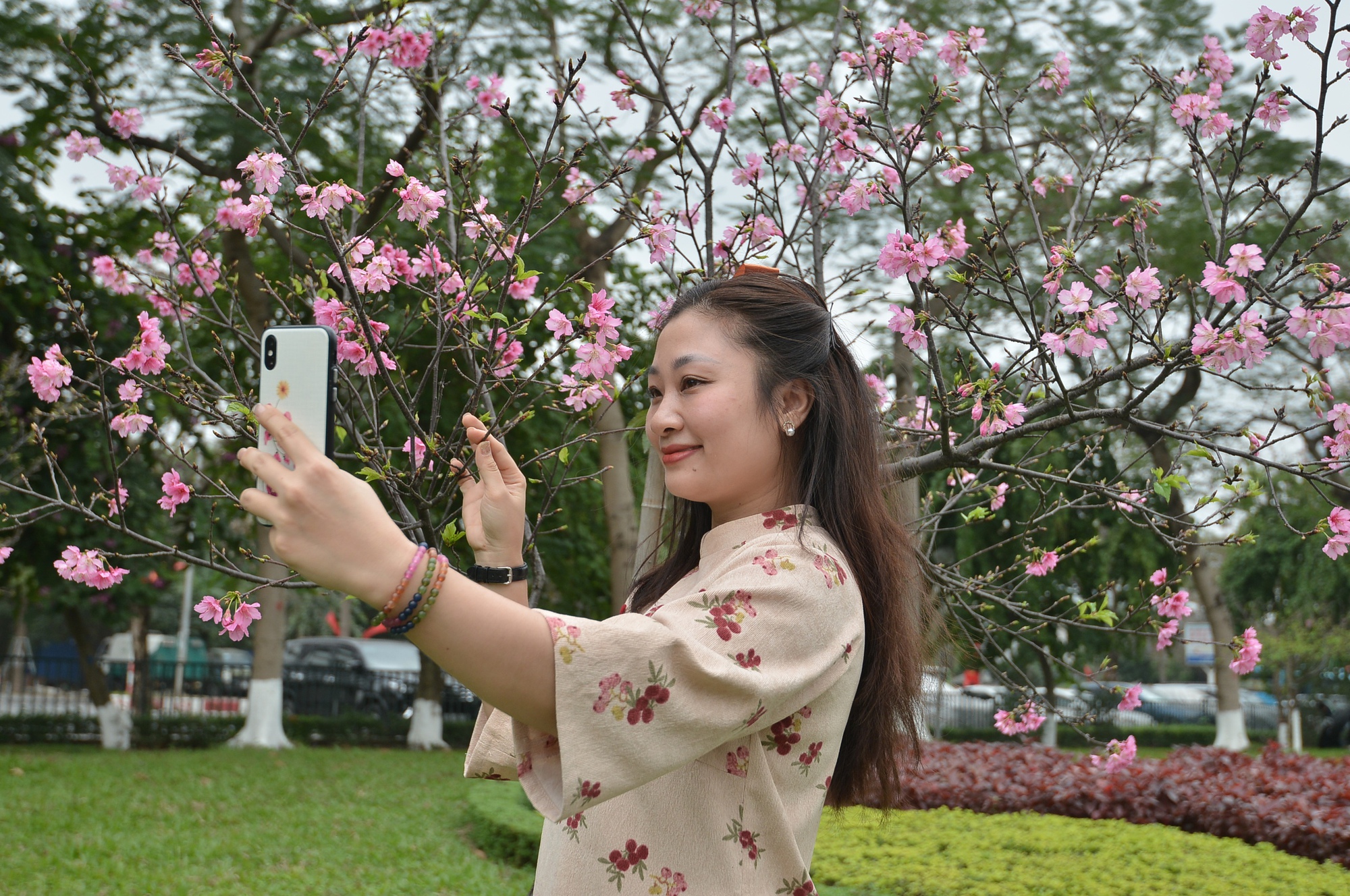Ngỡ ngàng hàng cây hoa anh đào Nhật Bản bung nở rực rỡ tại công viên Hòa Bình- Ảnh 5.