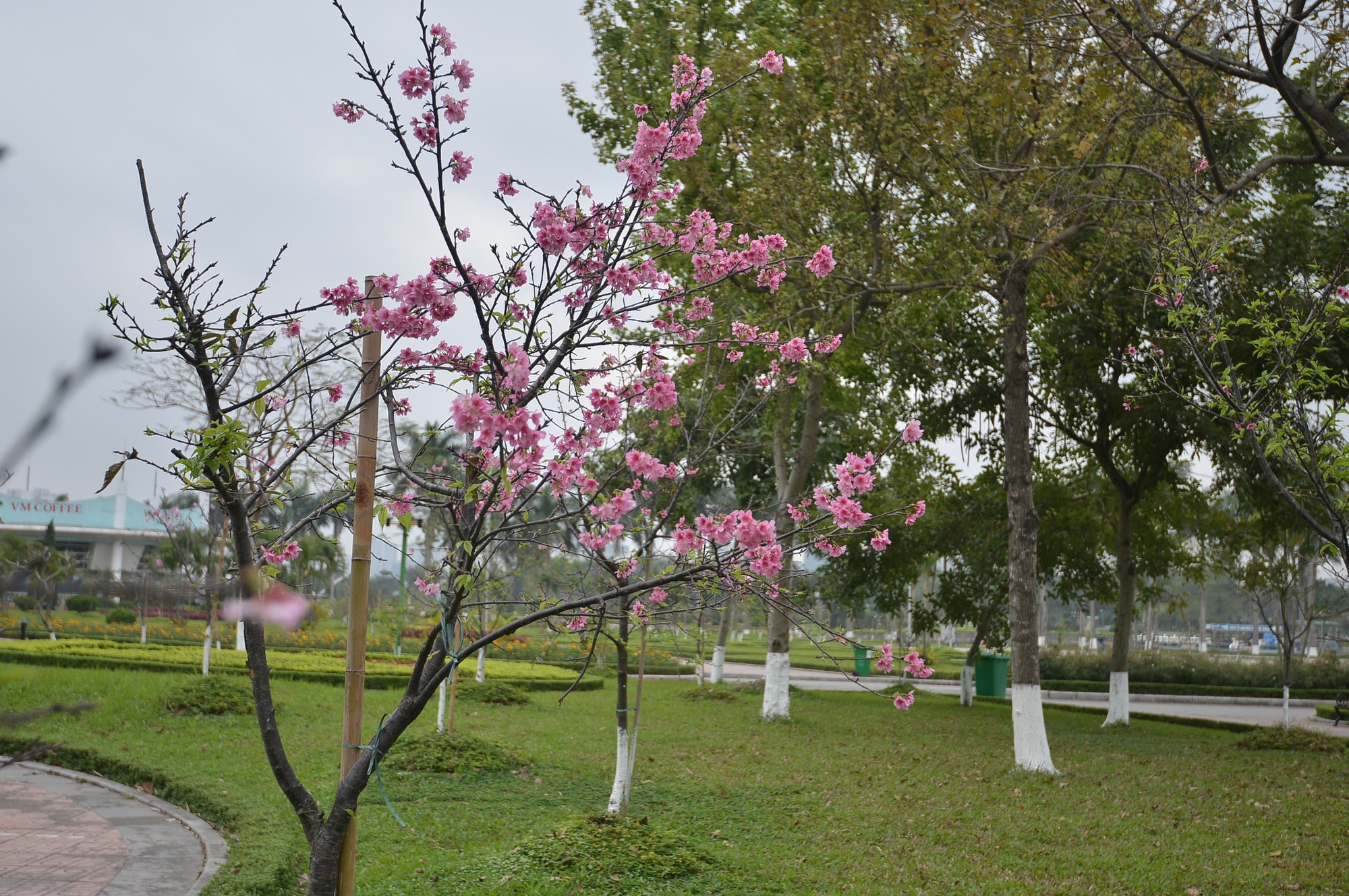 Chia sẻ với báo chí vào năm 2021 về nguồn gốc những cây hoa anh đào Nhật Bản được trồng tại Công viên Hòa Bình, cán bộ Phòng Hạ tầng kỹ thuật (Sở Xây dựng Hà Nội) cho biết, một số cây hoa anh đào trên do các tổ chức hữu nghị, công ty, tập đoàn của Nhật Bản như Hội Hữu nghị Việt Nhật Chukyo, Tập đoàn Aeon... trao tặng thành phố.