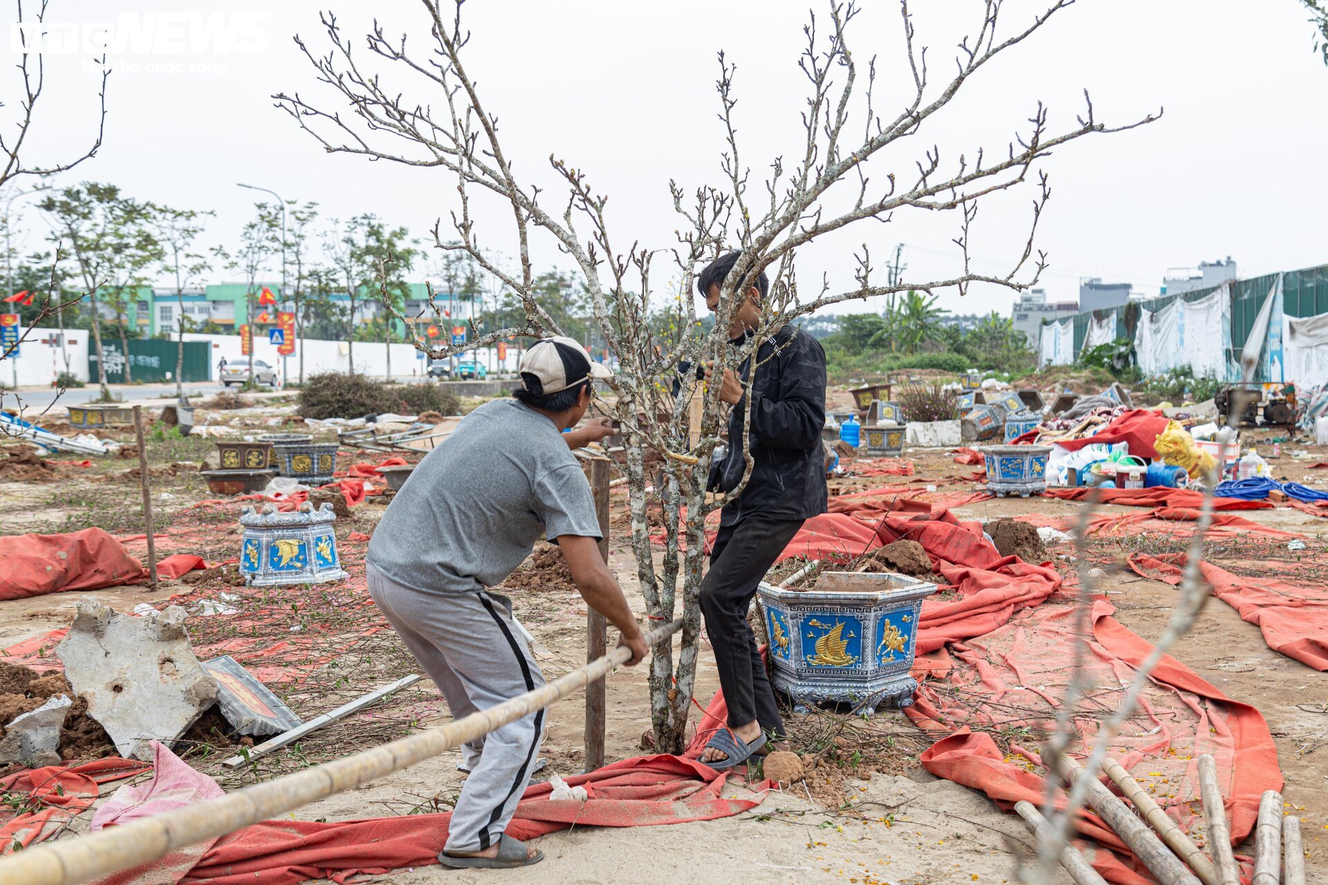 Tiểu thương 'xả' đào, quất sau Tết, bán giá rẻ như cho - Ảnh 19.