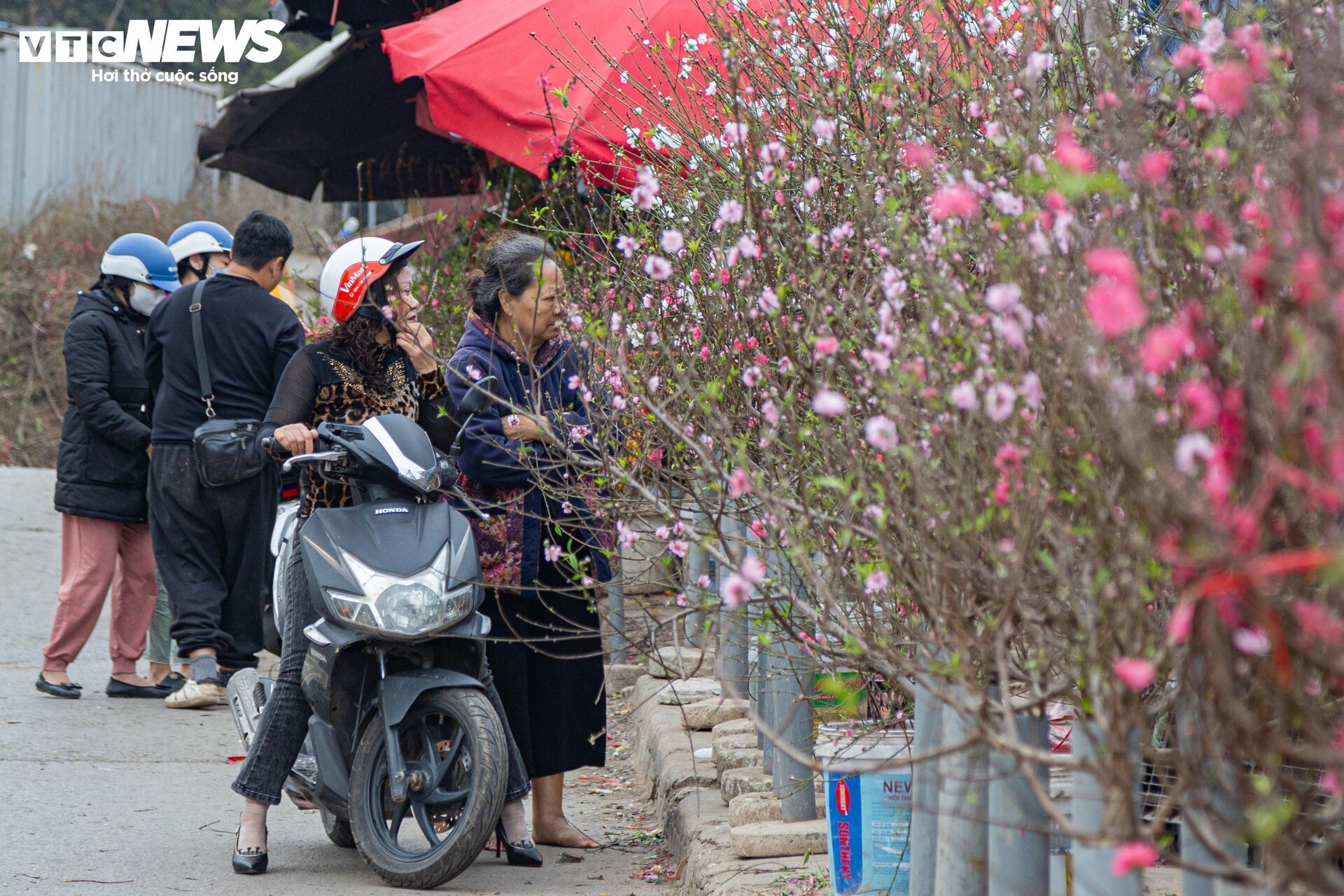 Tiểu thương 'xả' đào, quất sau Tết, bán giá rẻ như cho - Ảnh 7.