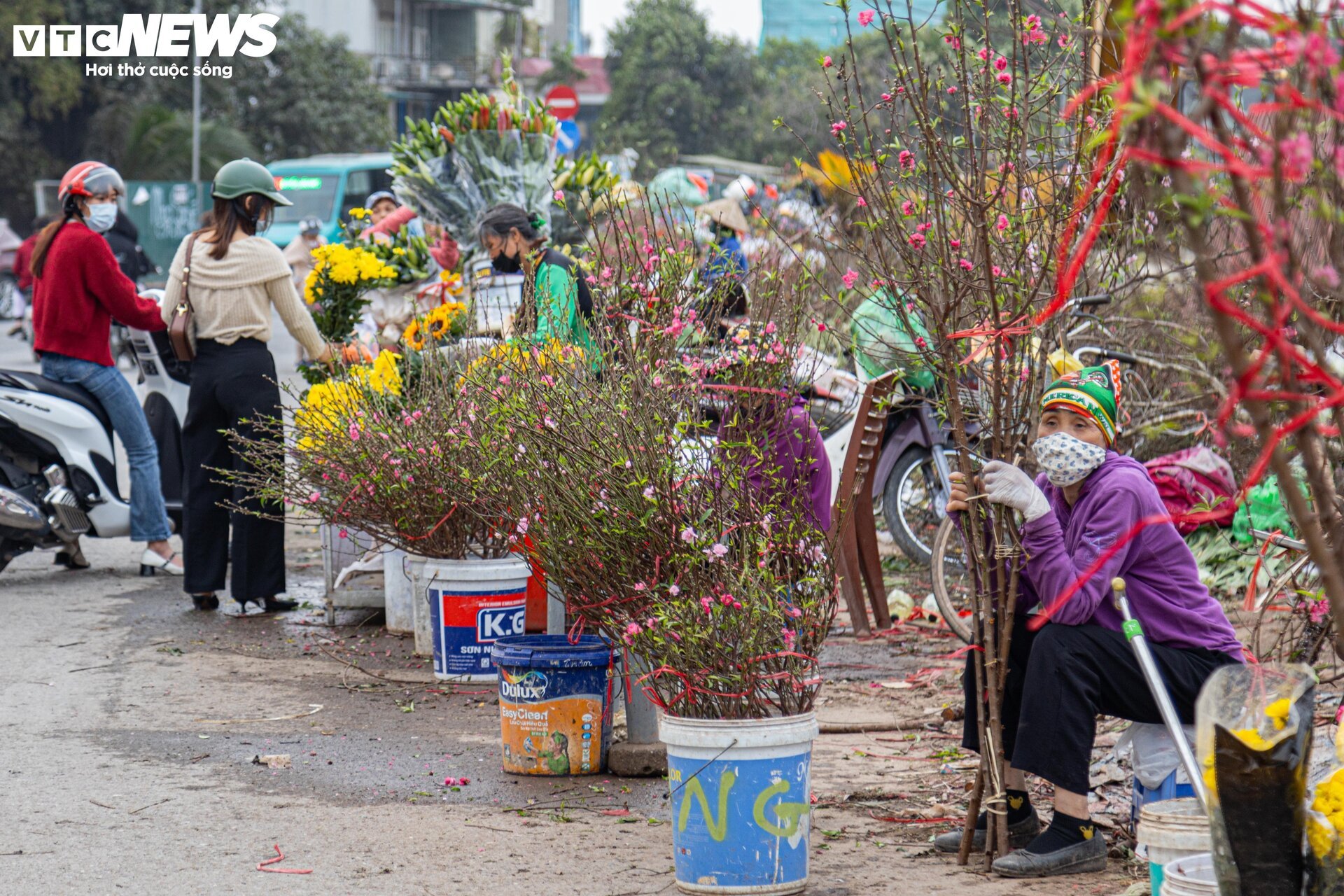 Tiểu thương 'xả' đào, quất sau Tết, bán giá rẻ như cho - Ảnh 9.