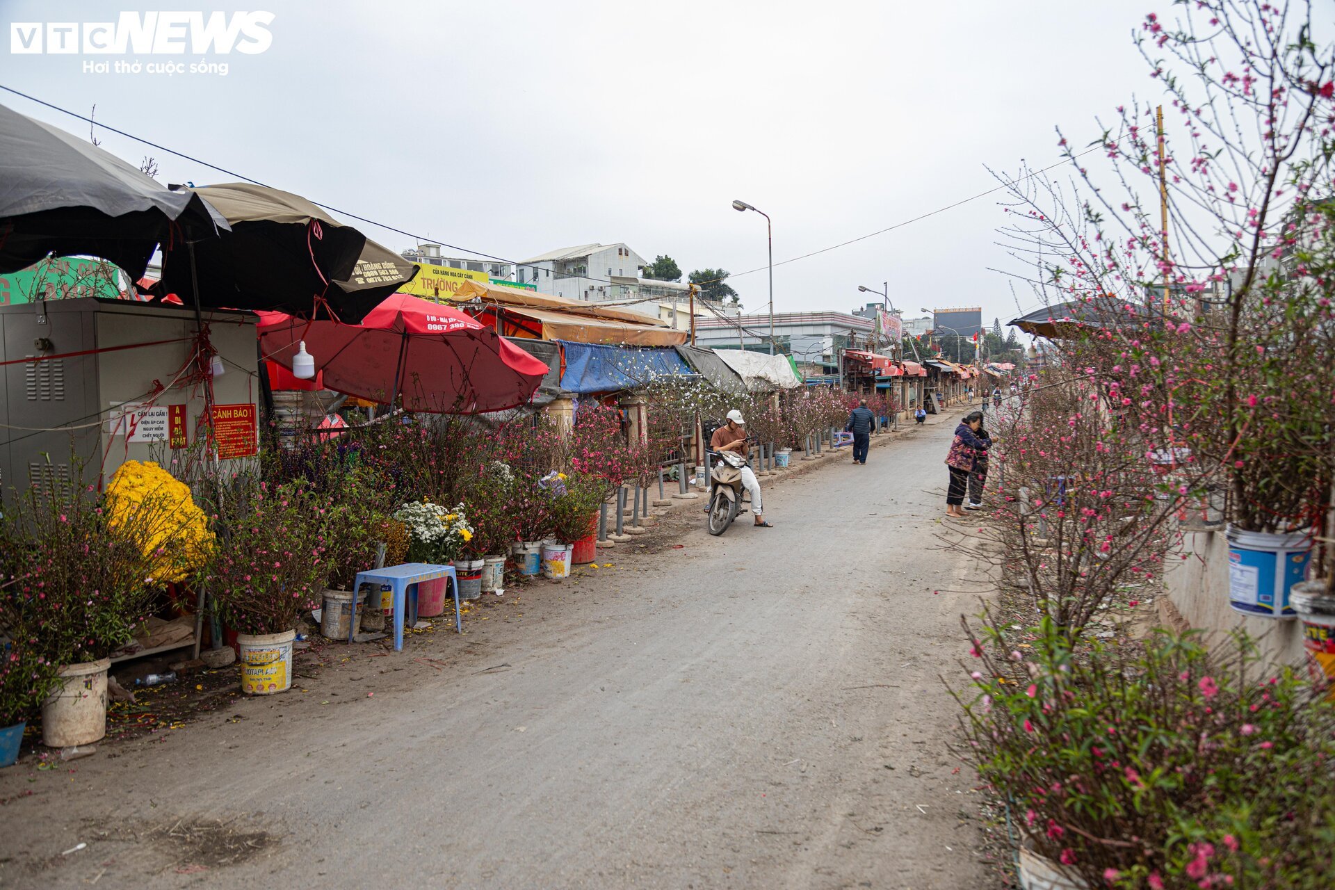 Tiểu thương 'xả' đào, quất sau Tết, bán giá rẻ như cho - Ảnh 3.