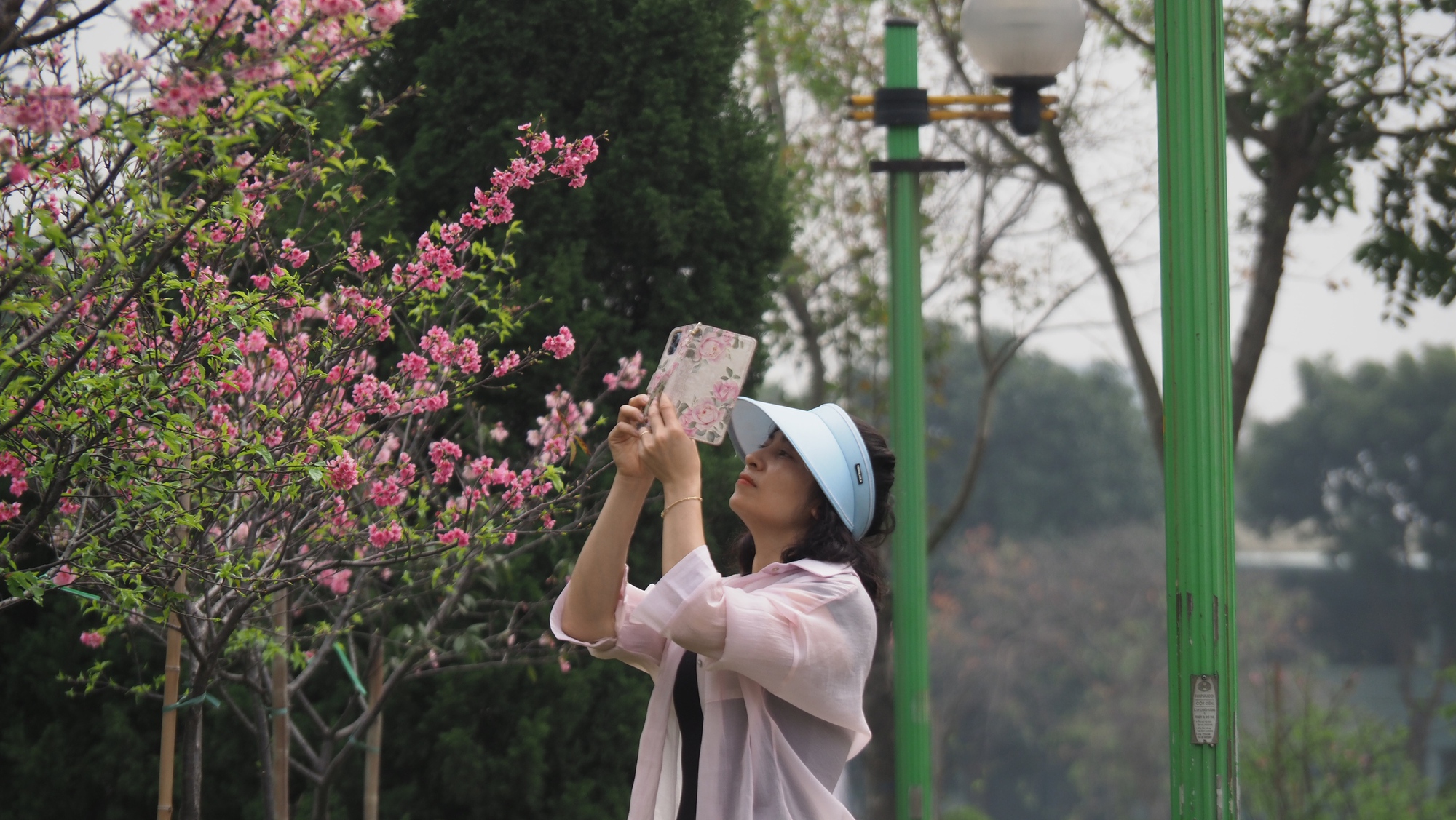 Ngỡ ngàng hàng cây hoa anh đào Nhật Bản bung nở rực rỡ tại công viên Hòa Bình- Ảnh 4.