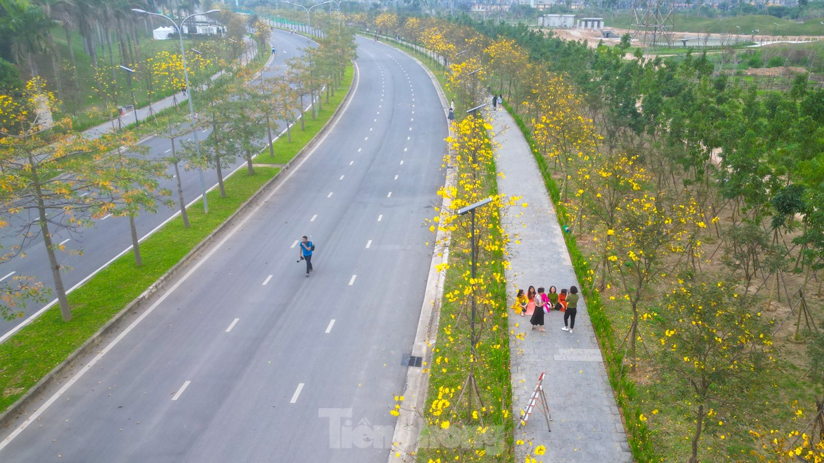 Giới trẻ Hà thành thích thú check in ở đường hoa phong linh nở vàng - Ảnh 2.