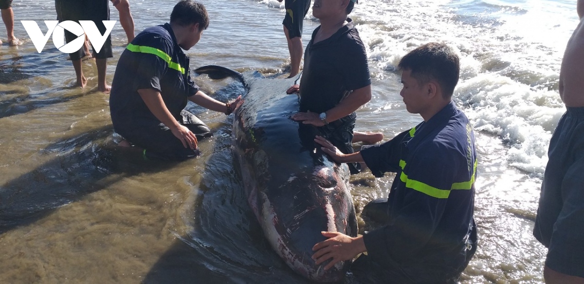 Giải cứu thành công cá voi trôi vào biển Quy Nhơn - Ảnh 3.
