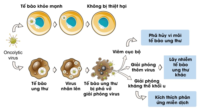 Virus không phải lúc nào cũng là kẻ phản diện, đây là 5 cách loài người &quot;liên minh&quot; với virus để chống lại bệnh tật- Ảnh 4.