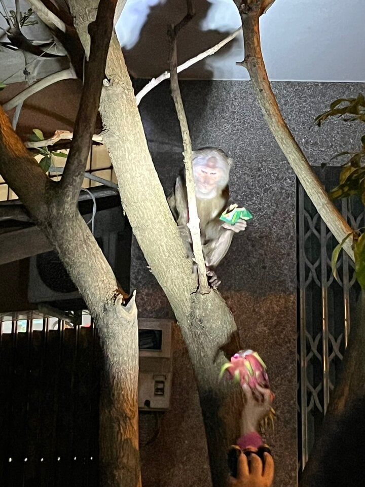 Đàn khỉ lông xám liên tục quấy phá nhiều nhà dân ở Phú Yên - Ảnh 2.