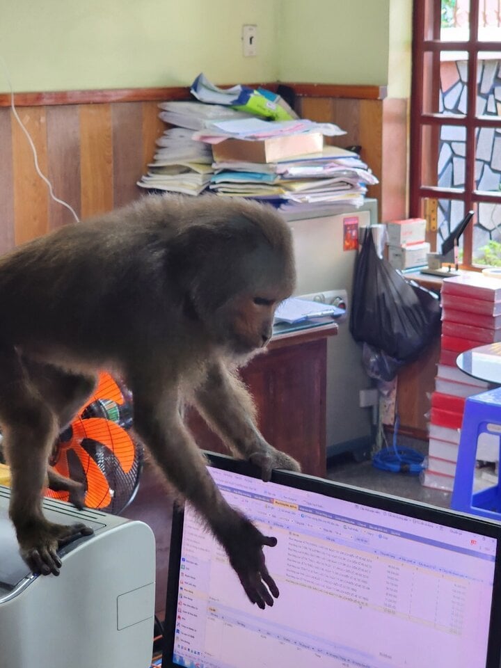 Đàn khỉ lông xám liên tục quấy phá nhiều nhà dân ở Phú Yên - Ảnh 1.