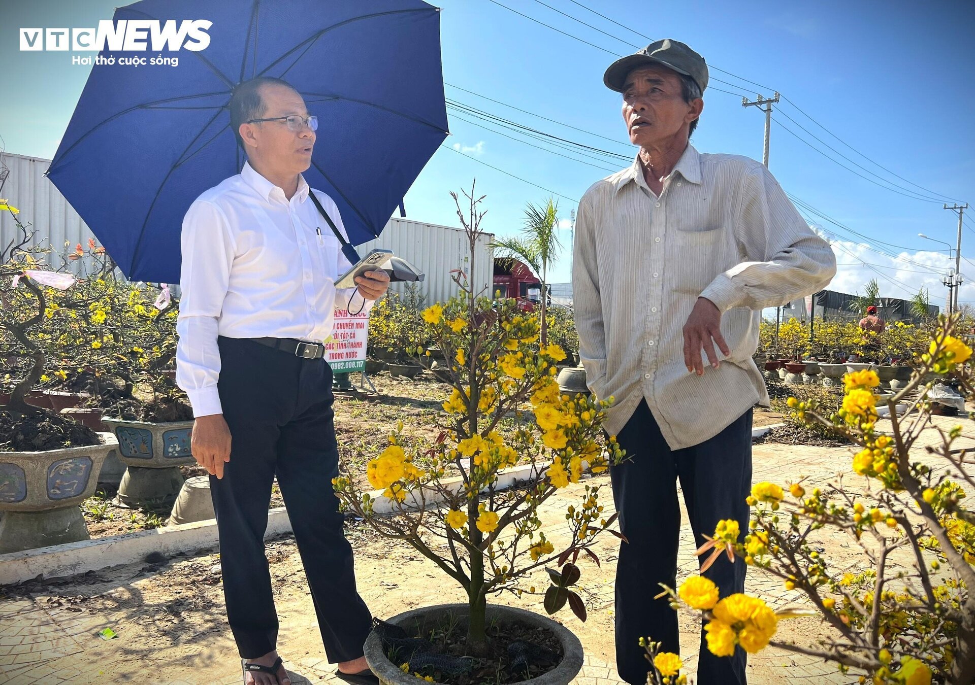 Người trồng mai Bình Định: Cận Tết vẫn thấp thỏm chờ khách, mong lấy lại vốn - Ảnh 11. Người trồng mai Bình Định: Cận Tết vẫn thấp thỏm chờ khách, mong lấy lại vốn - Ảnh 11.