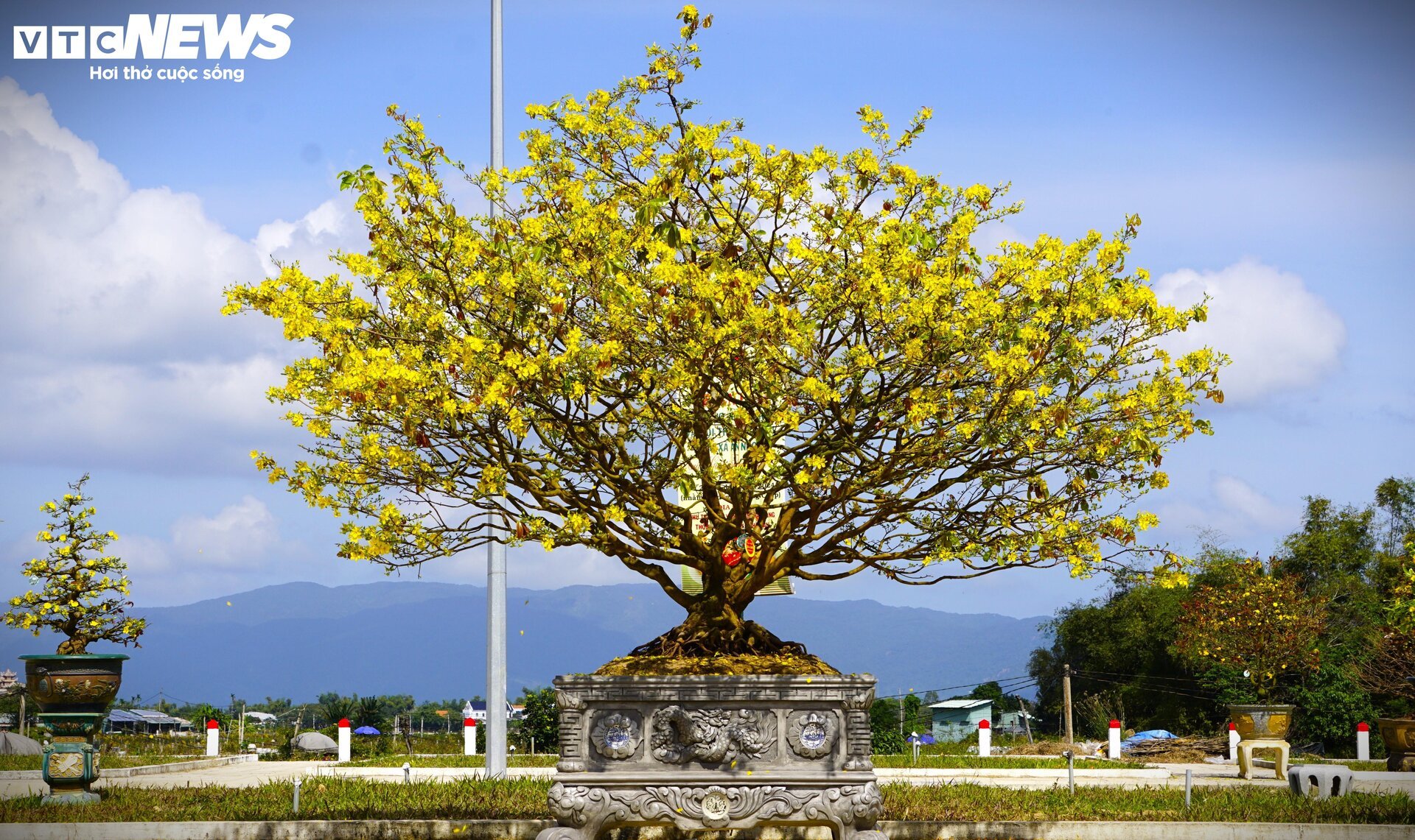 Người trồng mai Bình Định: Cận Tết vẫn thấp thỏm chờ khách, mong lấy lại vốn - Ảnh 3. Người trồng mai Bình Định: Cận Tết vẫn thấp thỏm chờ khách, mong lấy lại vốn - Ảnh 3.