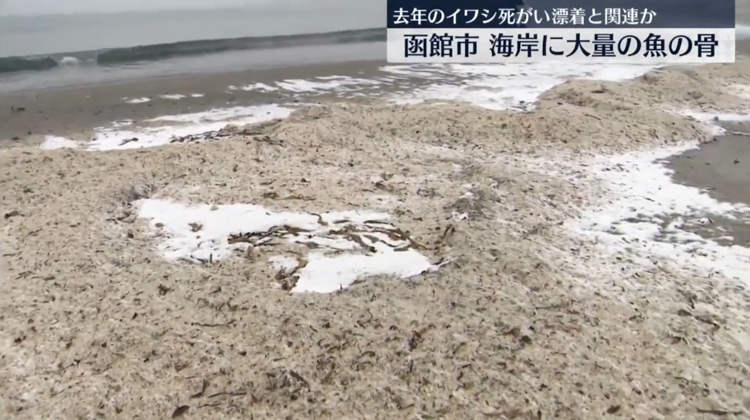 Bãi biển xương cá kỳ lạ ở Nhật Bản - Ảnh 1.