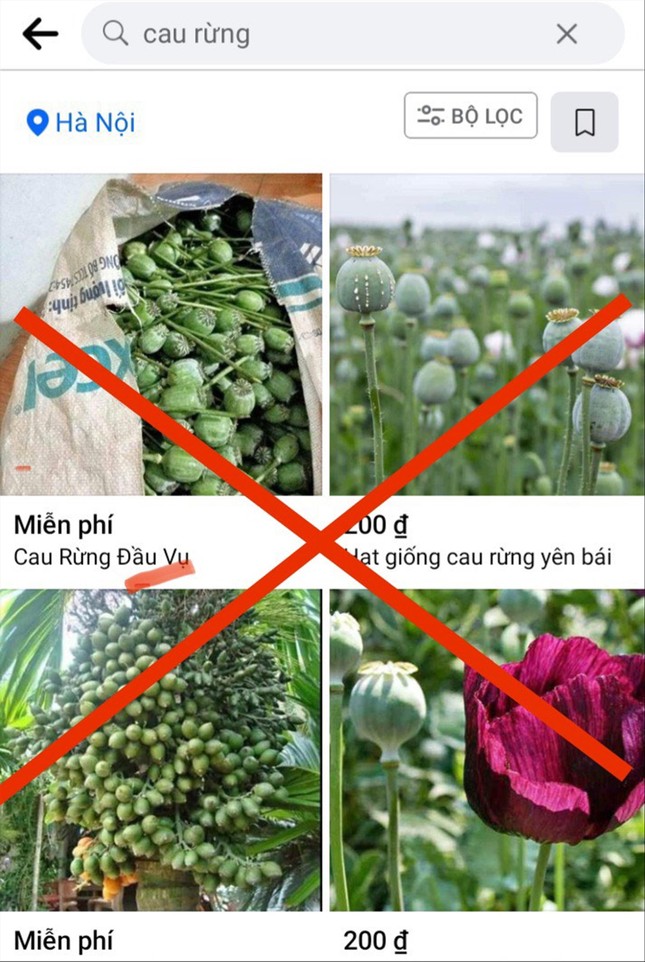 Công khai rao bán quả thuốc phiện - Ảnh 1. Công khai rao bán quả thuốc phiện - Ảnh 1.