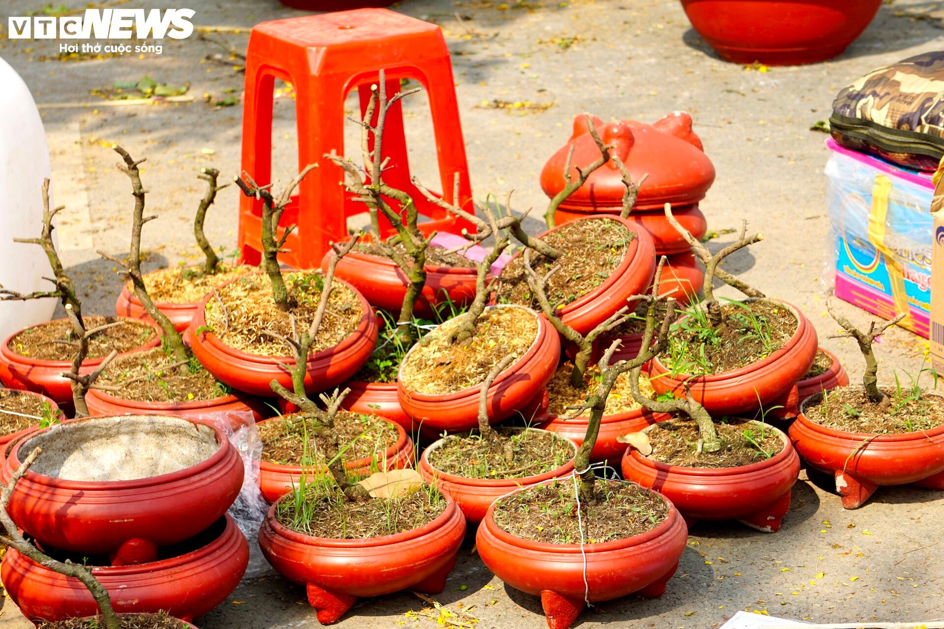 L&yacute; do tiểu thương TP.HCM đập bỏ hoa chiều 30 Tết khiến d&acirc;n mạng bất ngờ - Ảnh 13.