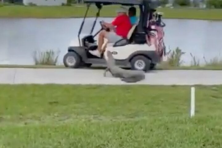 Khoảnh khắc thót tim cá sấu tấn công cặp đôi đi xe golf - Ảnh 2.