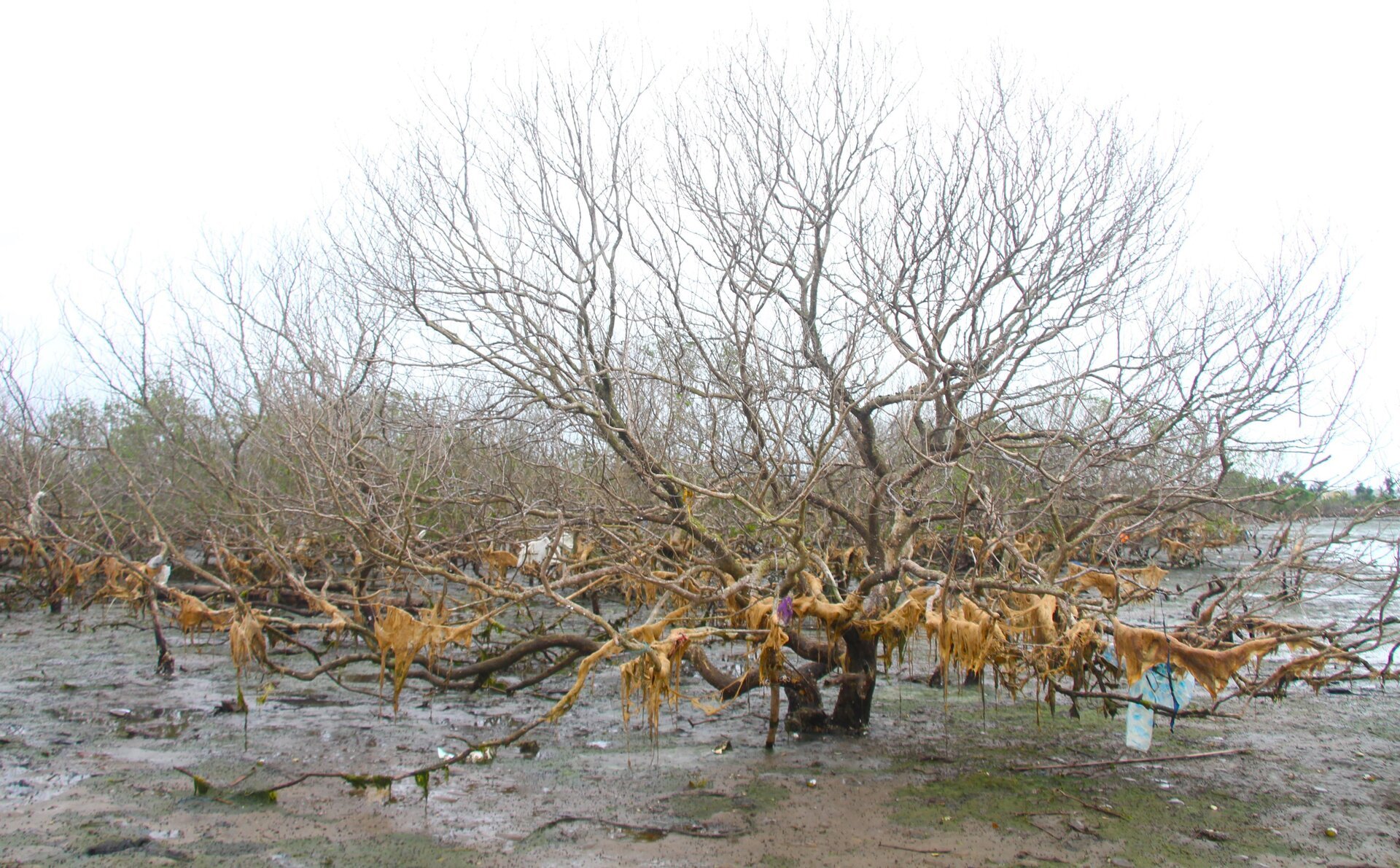 Xót xa gần 7 hecta rừng ngập mặn ở Quảng Nam chết khô - Ảnh 4.