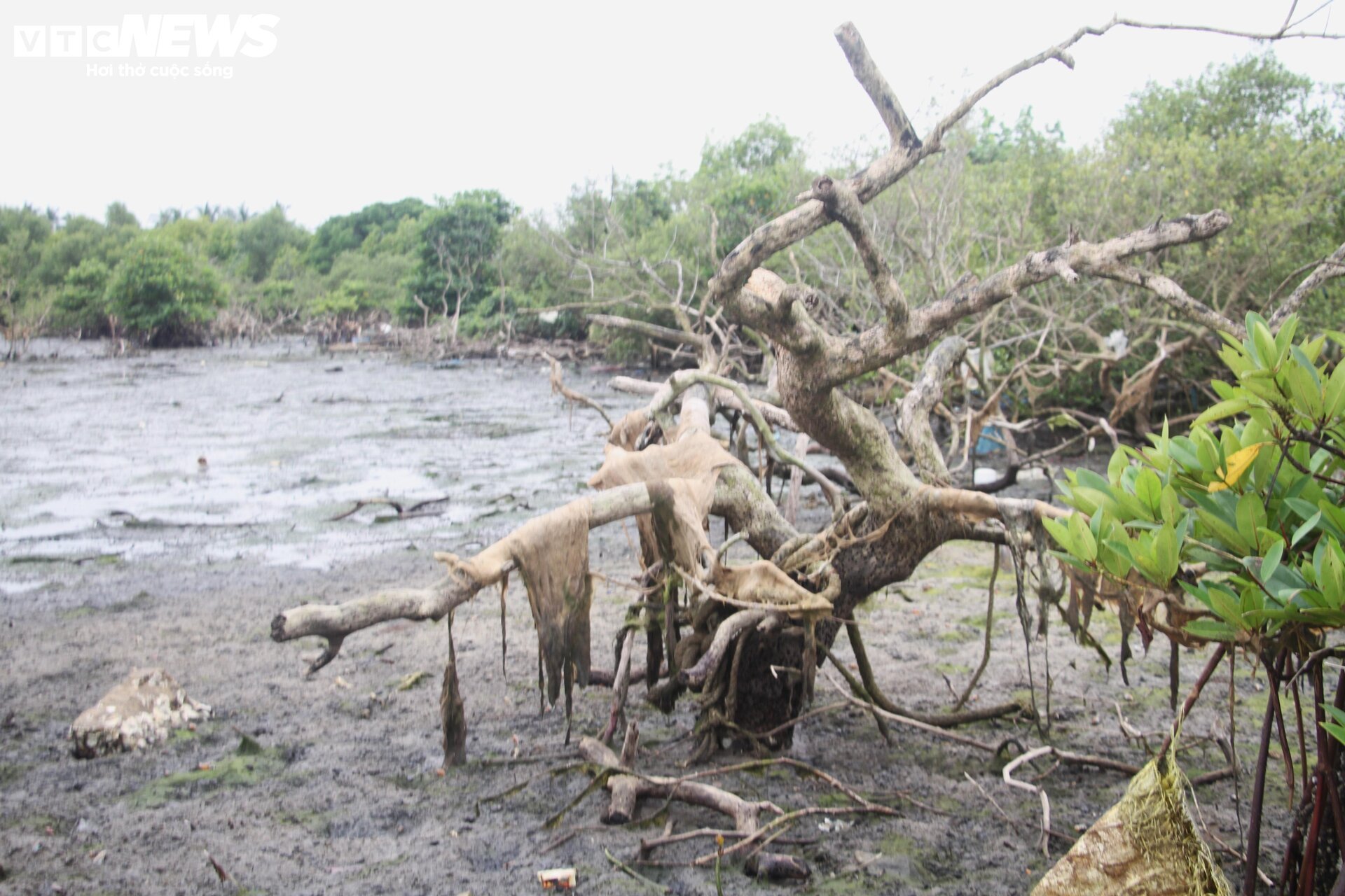 Xót xa gần 7 hecta rừng ngập mặn ở Quảng Nam chết khô - Ảnh 3.