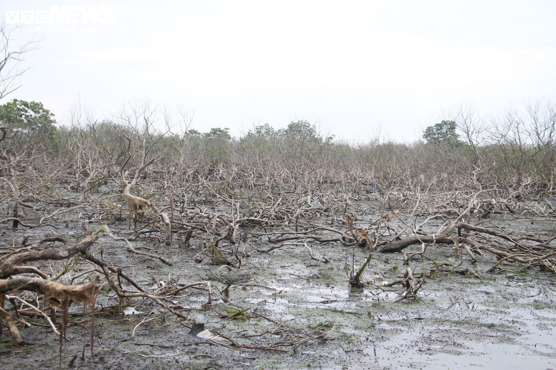 Xót xa gần 7 hecta rừng ngập mặn ở Quảng Nam chết khô - Ảnh 1.