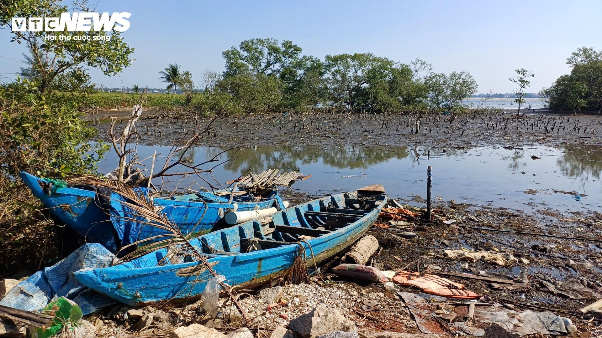 Xót xa gần 7 hecta rừng ngập mặn ở Quảng Nam chết khô - Ảnh 5.