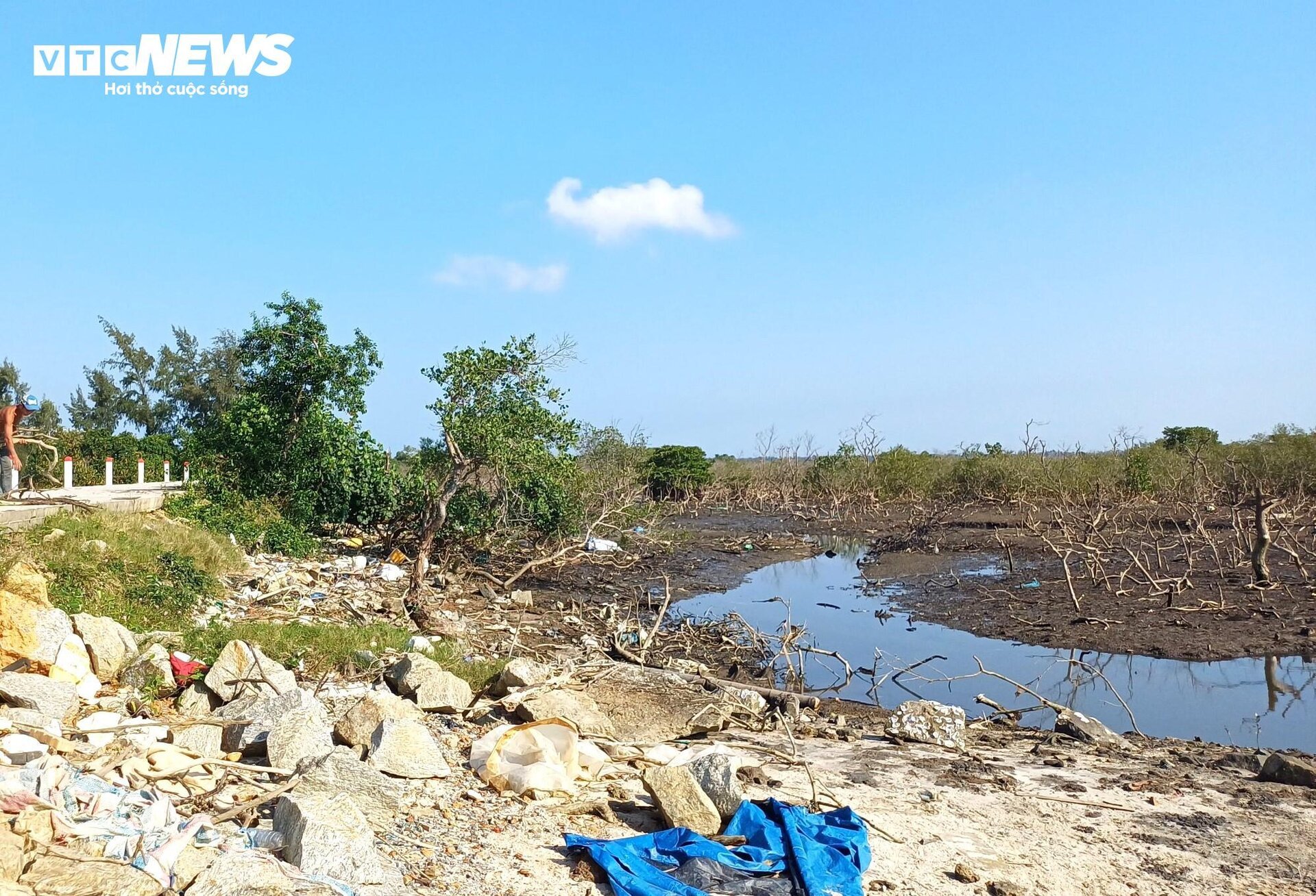 Xót xa gần 7 hecta rừng ngập mặn ở Quảng Nam chết khô - Ảnh 7.