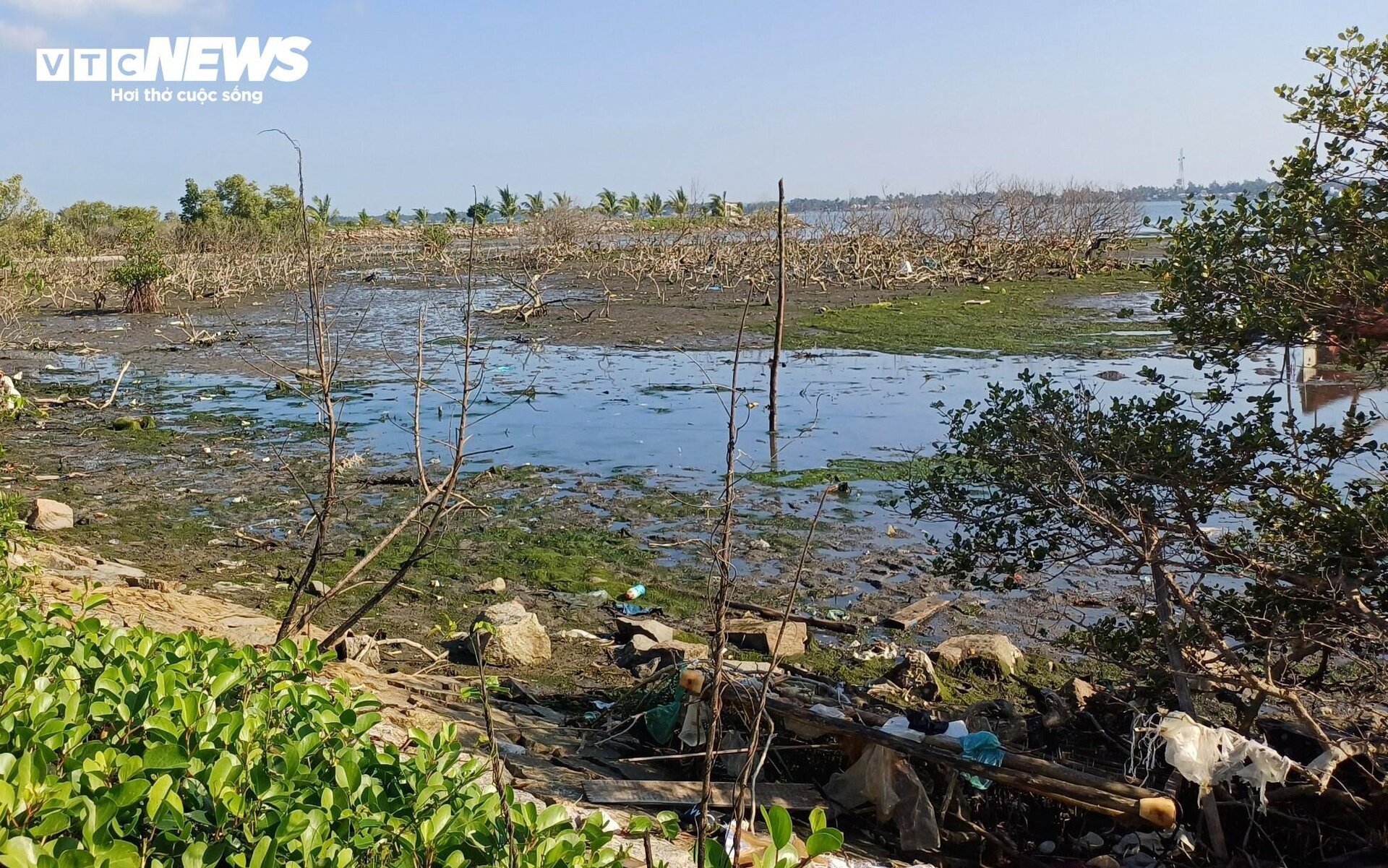 Xót xa gần 7 hecta rừng ngập mặn ở Quảng Nam chết khô - Ảnh 2.