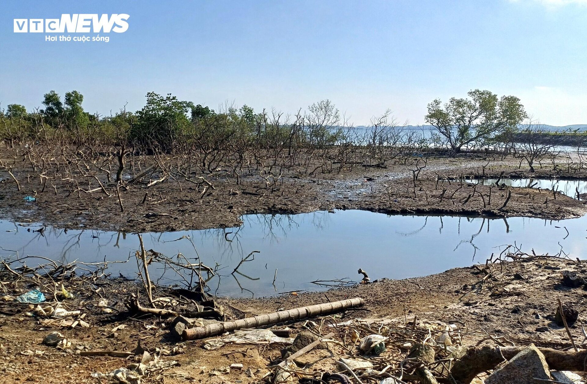 Xót xa gần 7 hecta rừng ngập mặn ở Quảng Nam chết khô - Ảnh 8.