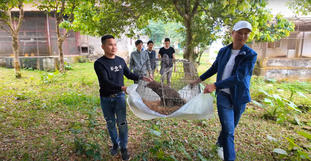 Nhận nuôi con chim nhặt ngoài mương, anh nông dân không ngờ là giống đại bàng rất hiếm gặp ở Việt Nam - Ảnh 5.