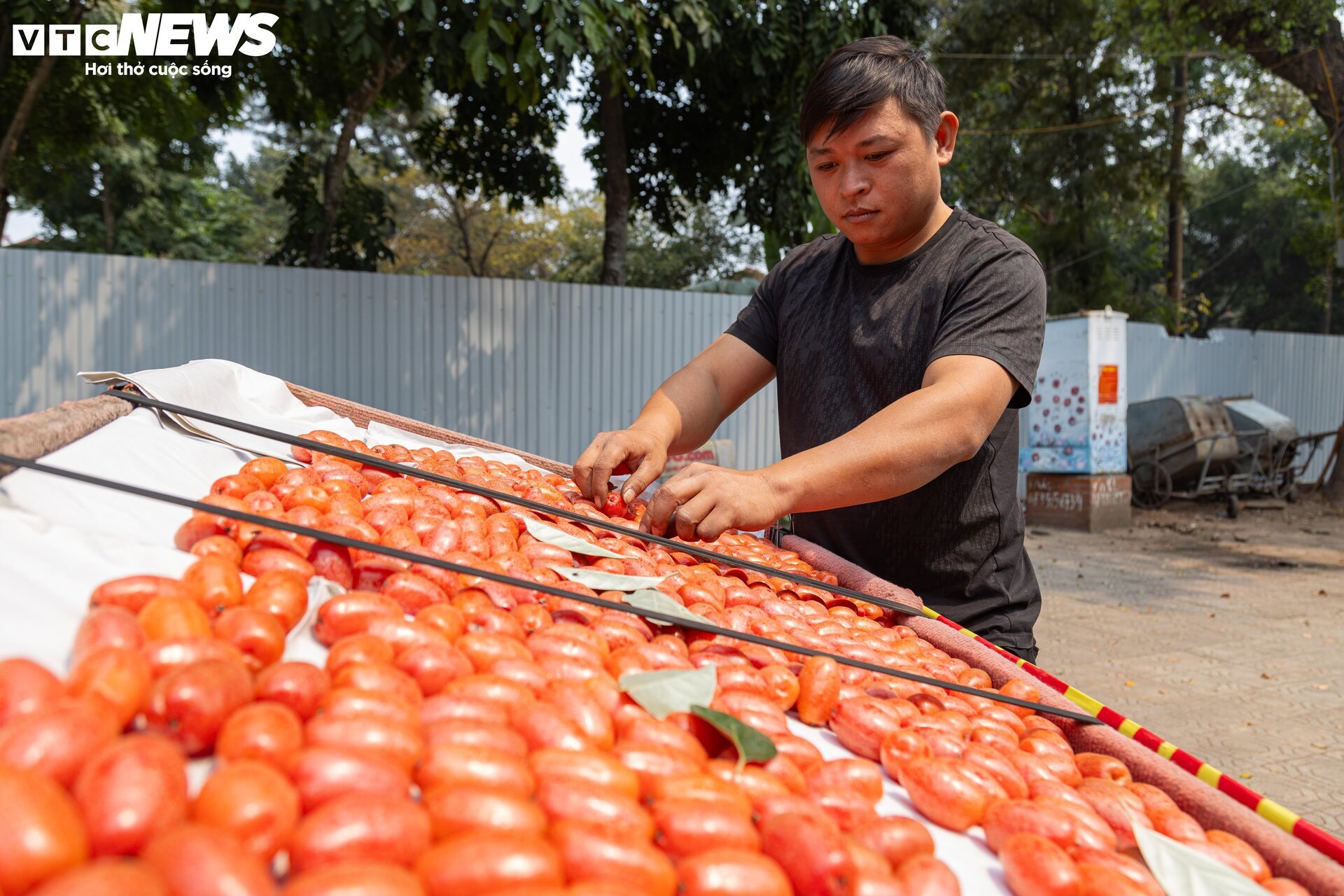 'Thủ phủ' nhót ở Hà Nội mất mùa, giá tăng dựng đứng - Ảnh 17.