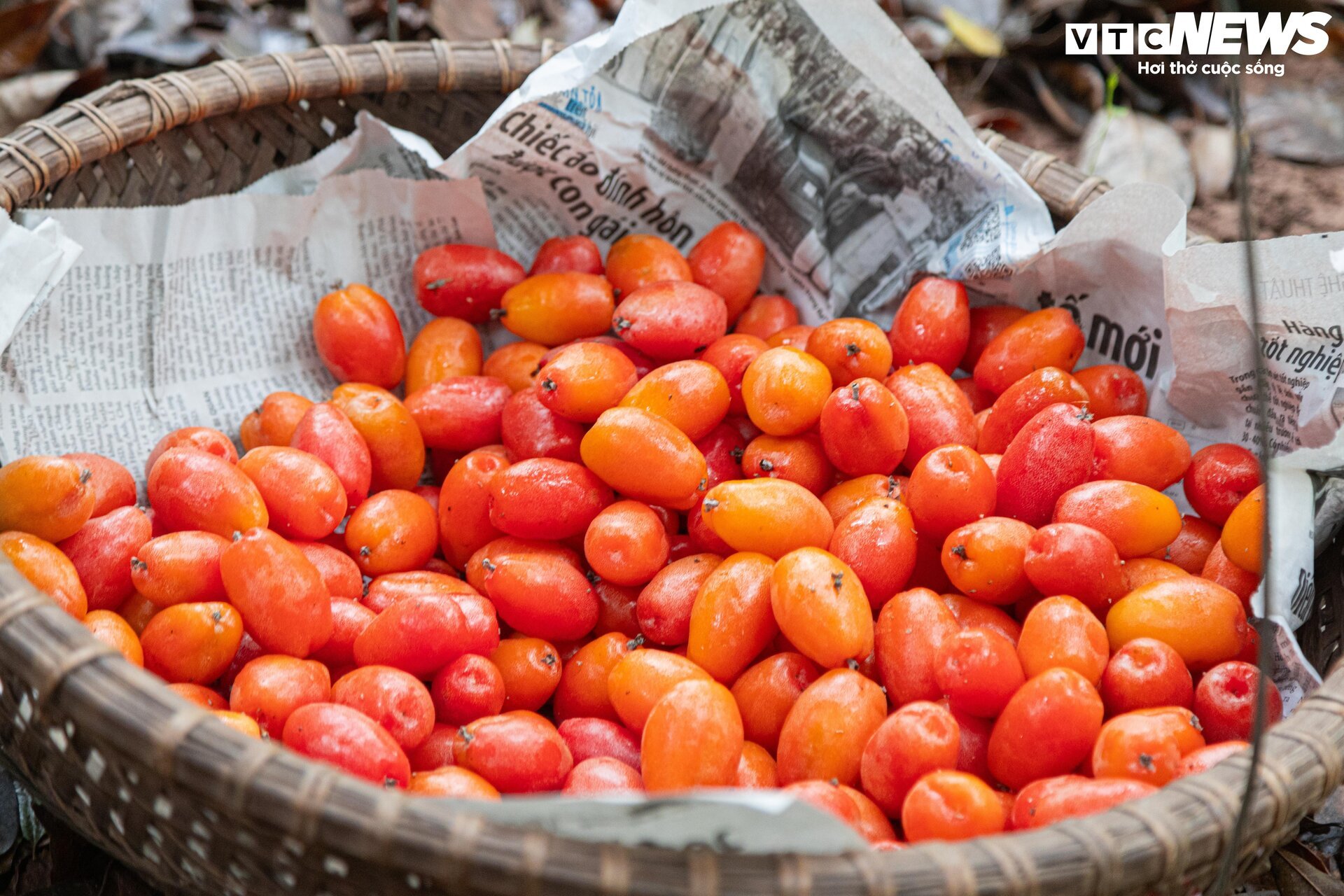 'Thủ phủ' nhót ở Hà Nội mất mùa, giá tăng dựng đứng - Ảnh 12.