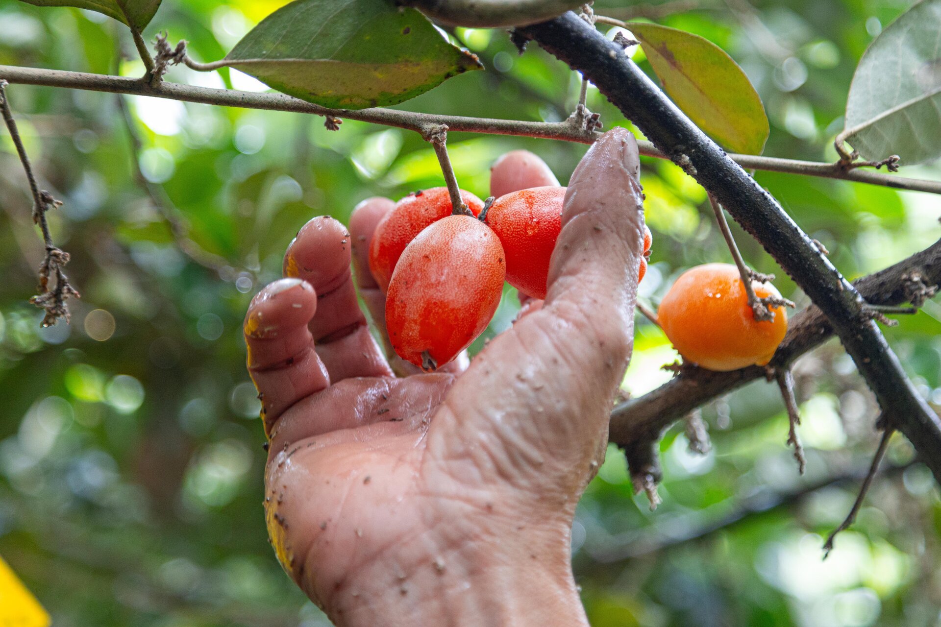 'Thủ phủ' nhót ở Hà Nội mất mùa, giá tăng dựng đứng - Ảnh 8.