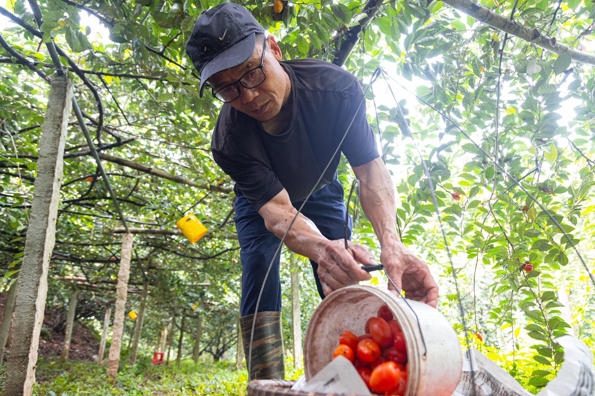 'Thủ phủ' nhót ở Hà Nội mất mùa, giá tăng dựng đứng - Ảnh 11.