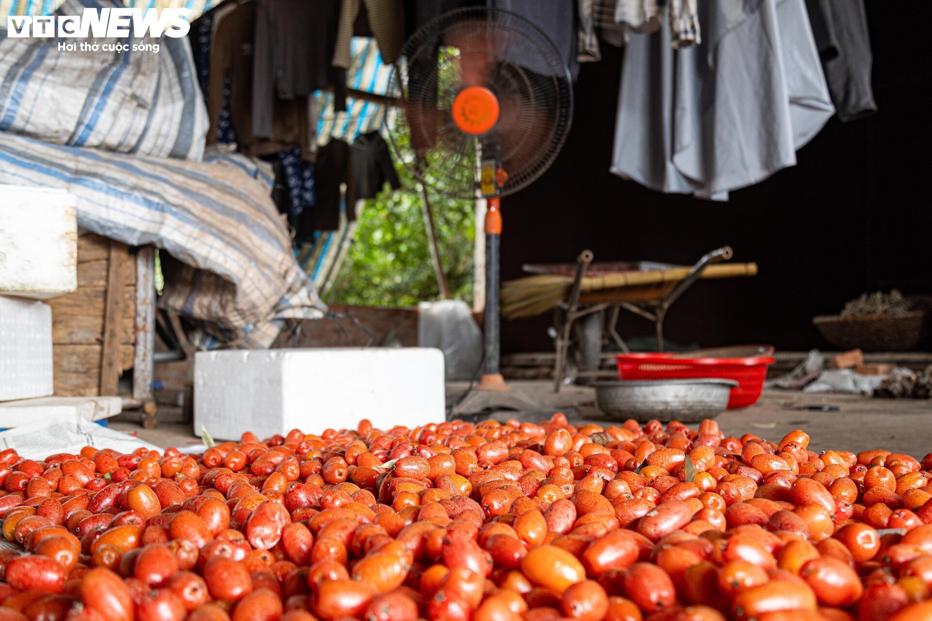 'Thủ phủ' nhót ở Hà Nội mất mùa, giá tăng dựng đứng - Ảnh 14.