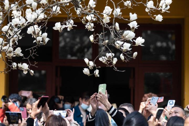 Cây mộc lan 500 tuổi nở hoa ngoạn mục hút khách đến check-in, cảnh tượng hãi hùng dưới gốc cây khiến ai cũng ngao ngán- Ảnh 4.