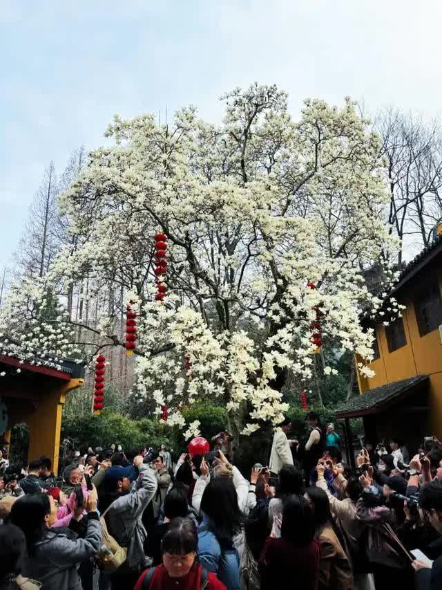 Cây mộc lan 500 tuổi nở hoa ngoạn mục hút khách đến check-in, cảnh tượng hãi hùng dưới gốc cây khiến ai cũng ngao ngán- Ảnh 3.