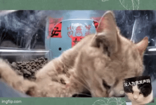 Bé mèo nổi tiếng chết ngay trên sóng livestream ứng dụng cho mèo hoang, nghi do hội ngược đãi động vật làm, lộ tin nhắn treo thưởng đến 600 USD - Ảnh 3.